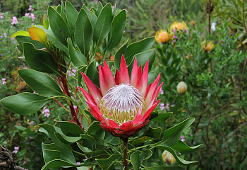 Протея или Сахарный кустарник Protea Madiba 