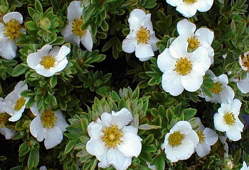 Лапчатка Potentilla Eastleigh Cream 