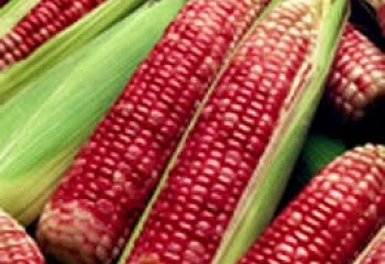 Кукуруза Sweetcorn Tennessee Red Cob Corn 