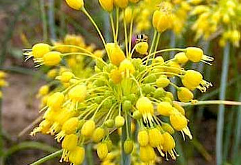 Декоративный лук или Аллиум желтый Allium flavum 