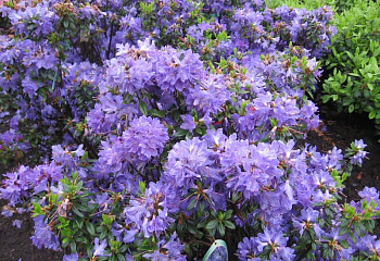 Рододендрон Blaufeder 
