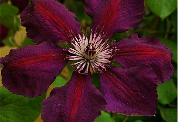 Клематис Clématis Gipsy Queen 