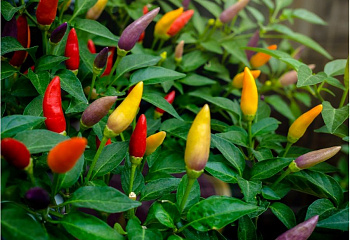 Перец острый Hot pepper Little Elf 