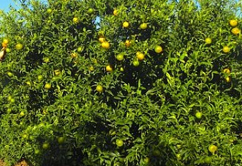 Клементин (гибрид мандарина и апельсина) Citrus clementina Oronules 