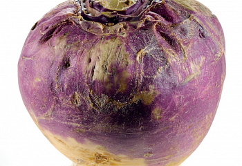 Брюква Rutabaga Champion Purple Top F1 