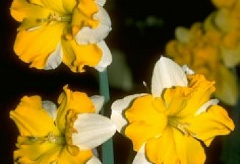 Нарцисс Narcissus Palette 