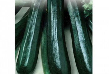 Кабачок Marrow squash Zucchini Black 