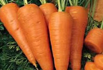 Морковь Carrot Sweet Treat Hybrid 