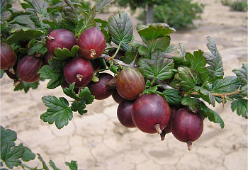 Крыжовник Ríbes úva-críspa Командор