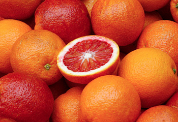 Апельсиновое дерево Orange Tree Cara Cara navel 