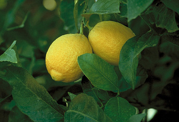 Лимон Citrus limon Lisbon 