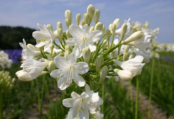 Лилия африканская или Цветок любви Agapanthus Duivenbrugge White  