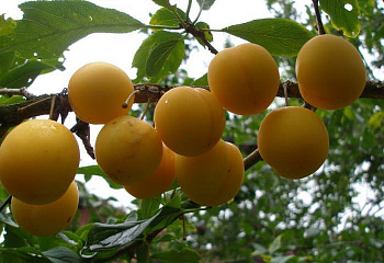 Алыча Prunus divaricataм Царская