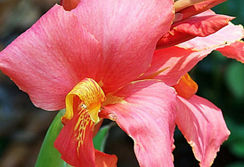 Канна Canna Alberich 