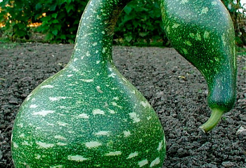 Тыква Squash Speckled Swan 