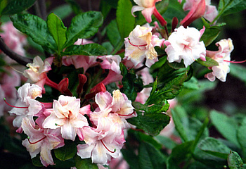 Рододендрон Corneille 