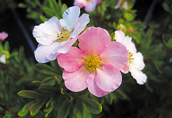 Лапчатка Potentilla Grace Darling 