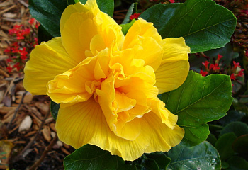 фото: Гибискус Hibiscus Koenig Гибискус Hibiscus Koenig