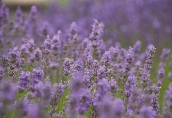 Лаванда Lavandula Little Lady 