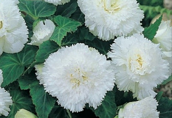 Бегония Begonia Fimbriata White 