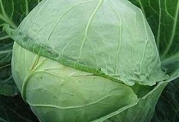 Капуста кочанная Cabbage Kubok 