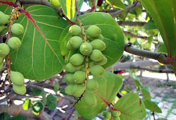 Кокколоба ягодоносная, или Морской виноград Coccoloba uvifera 