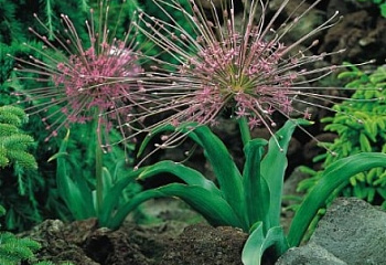 Декоративный лук или Аллиум Шуберта Allium schubertii 
