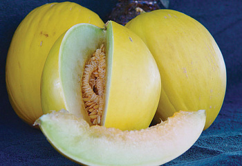 Дыня Melon Yellow Canaria 