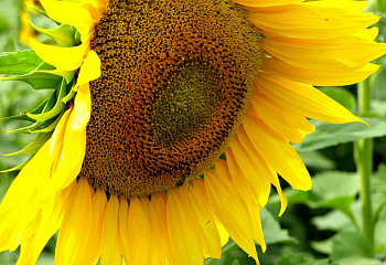 Подсолнечник Sunflower Tristan 