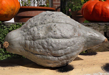 Тыква Squash Blue Hubbard Squash 