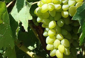 Виноград плодовый Vitis vinifera Крымская Жемчужина