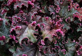 Гейхера  Heuchera Purple Petticoats 
