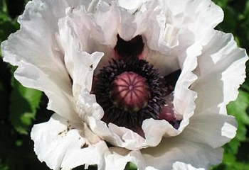 Мак Papaver Royal Wedding 