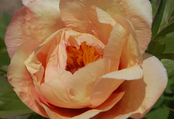 Пион Sonoma Apricot 
