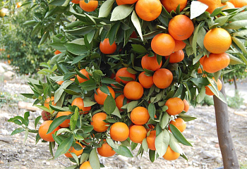 Апельсиновое дерево Orange Tree Лучший Сухумский 