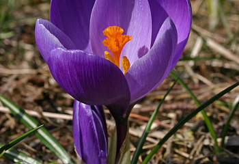фото: крокус Flower Record крокус Flower Record