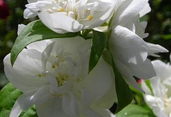 Чубушник или Жасмин садовый Bouquet Blanche 