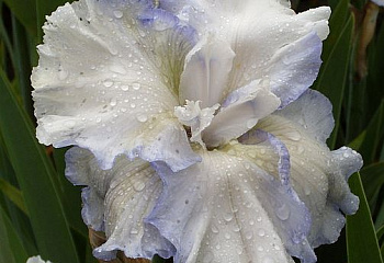 Ирис Íris Dural Snowflake 