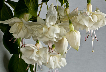 Фуксия Fuchsia White Galore 