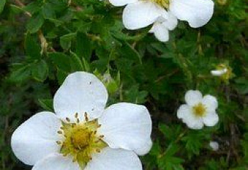 Лапчатка Potentilla Mount Everest 