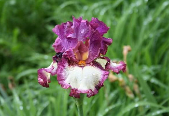 Ирис Íris Ive got Rhythm 