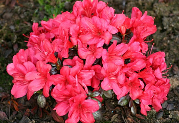 Рододендрон Maruschka 