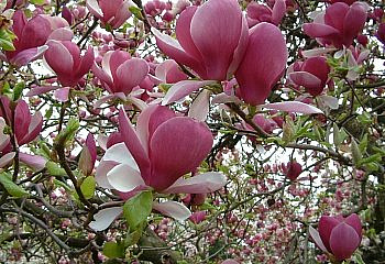 Магнолия Magnolia Rustica Rubra 
