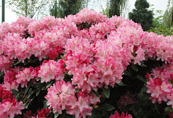 фото: Рододендрон Rose Marie Рододендрон Rose Marie