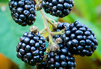 Ежевика Rubus Dito Blackberry