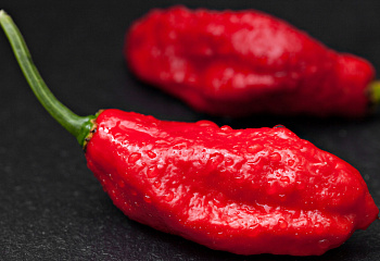 Перец острый Hot pepper Bhut Jolokia or Ghost Pepper 