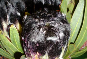 Протея или Сахарный кустарник Protea Black Lepido 