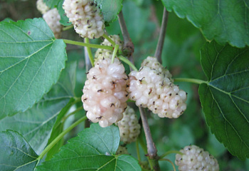 Шелковица Белая медовая