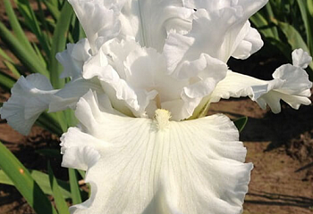 Ирис Íris Clearwater Revival 