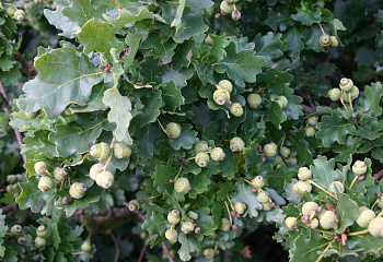 Дуб черешчатый Quercus robur Compacta 
